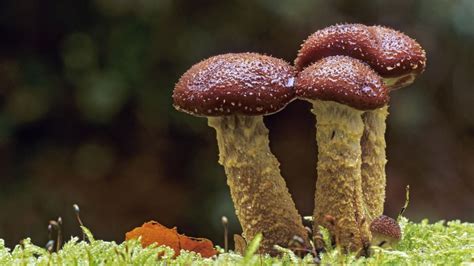 The unexpected magic of mushrooms - BBC Future