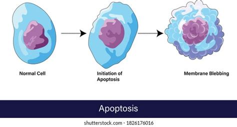 2,001 Apoptosis Images, Stock Photos, 3D objects, & Vectors | Shutterstock