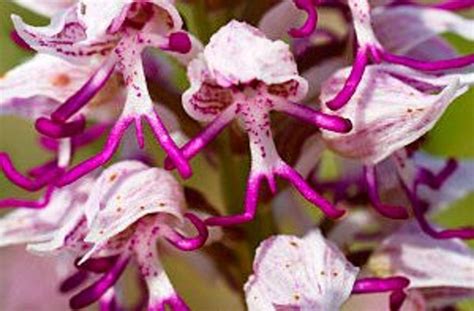 Monkey Face Orchid