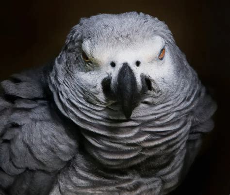 How Can I Train My African Grey Parrot To Talk? - AtractivoPets