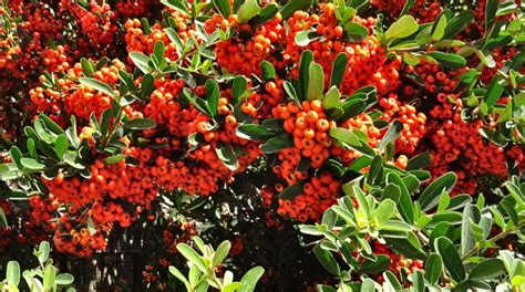 Fire thorn, Pyracantha - planting, pruning, and care