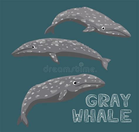 Gray Whale Cartoon Vector Illustration Stock Vector - Illustration of ...