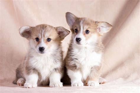 50+ Adorable Corgi Puppy Names to Choose From - Corgi Planet