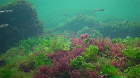 Photosynthesis in the sea, underwater landscape, fish Atherina pontica ...