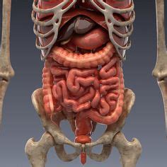 70 idées de Soin des organes en 2023 | anatomie du corps, anatomie du corps humain, anatomie ...