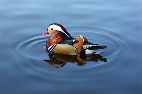 Free photo: Mandarin Duck, Duck, Mandarin - Free Image on Pixabay - 775558