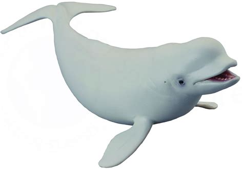 Beluga Whale SVG