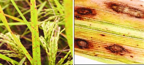 Symptoms of brown spot disease on leaves of infected rice plant ...