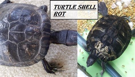 Turtle Shell Rot | Symptoms, Causes, Treatments, Heal Itself