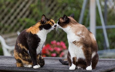 Tapete Katzen, Kuss, Zärtlichkeit hd: mit großem Bildschirm: High ...