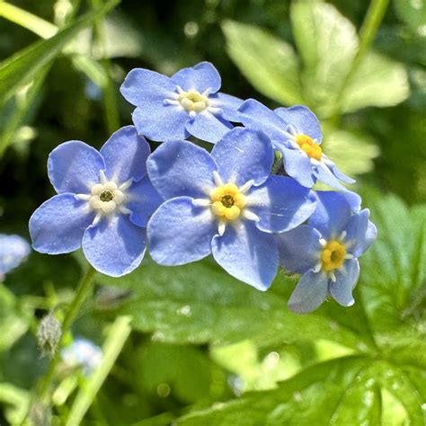 Little Blue Flowers – Clive's Blog