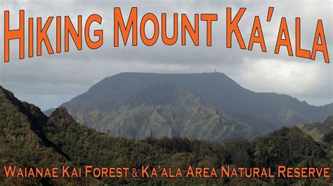 Climbing Mount Ka'ala - Waianae Kai Forest Reserve and Ka'ala Area Natural Reserve - YouTube