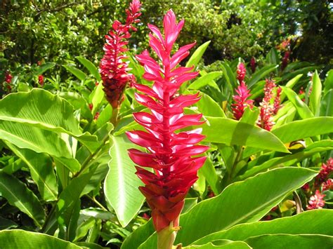 Free Images : nature, flower, red, botany, flora, shrub, exotic ...