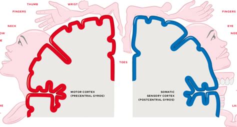 The somatosensory homunculus and the motor homunculus. | Download Scientific Diagram