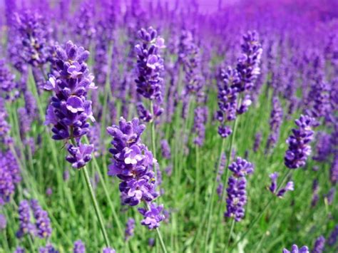 Lavandula angustifolia (English Lavender) - World of Flowering Plants