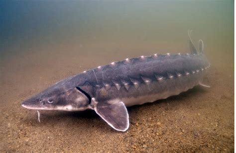 Atlantic Sturgeon Receive Habitat Protection | New England Boating & Fishing