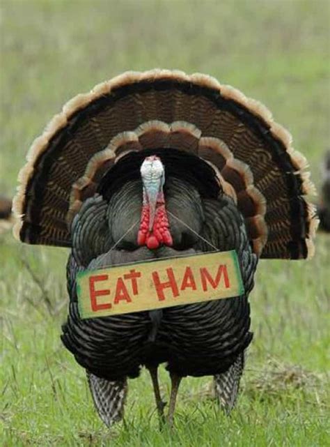 Grumpy Animals on Thanksgiving: Funny Animal Photos