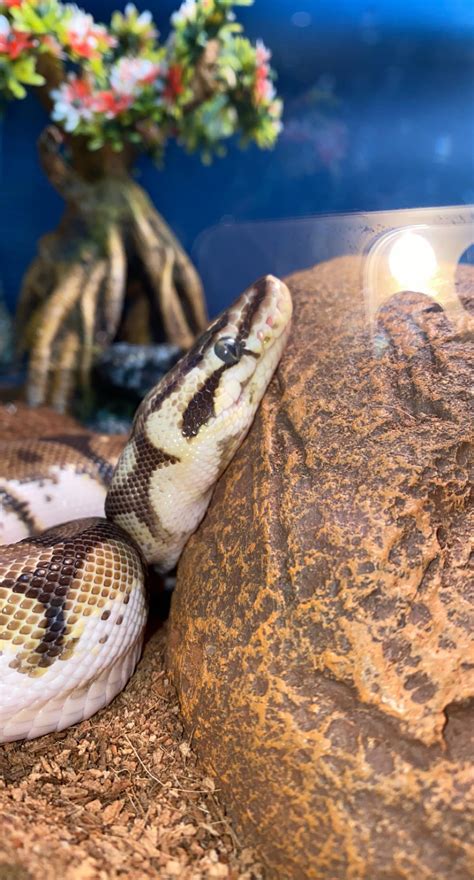 Lucy the Mojave bumblebee ball python : r/ballpython