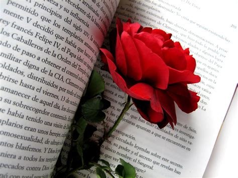 Red rose on opened book HD wallpaper | Wallpaper Flare