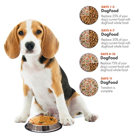 Transition To Fresh Food - DF Dog Food | Online Pet Food Delivery Malaysia