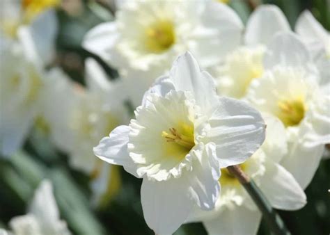 10 white daffodils 🌼 🌨 Explore the purity and elegance of these ...