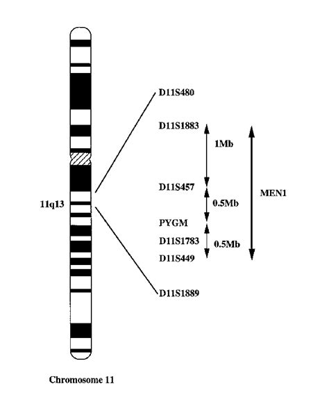 Schematic representation of chromosome 11 showing the location and ...