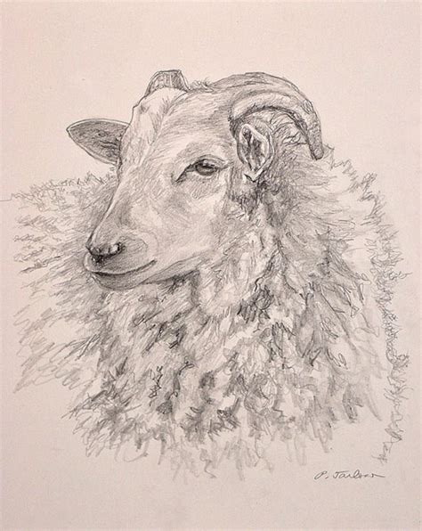 Sheep Pencil Drawing Art Print Sheep Portrait Farm Animal - Etsy