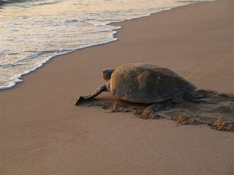 Turtle Nesting and Hatching in Oman 2025 - Rove.me