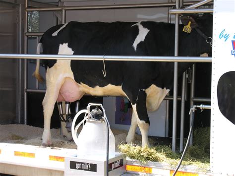 Cow-Milking Demonstration - a photo on Flickriver