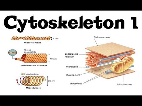 Cytoskeleton structure and function 1 | actin, microtubules and intermediate filaments - YouTube