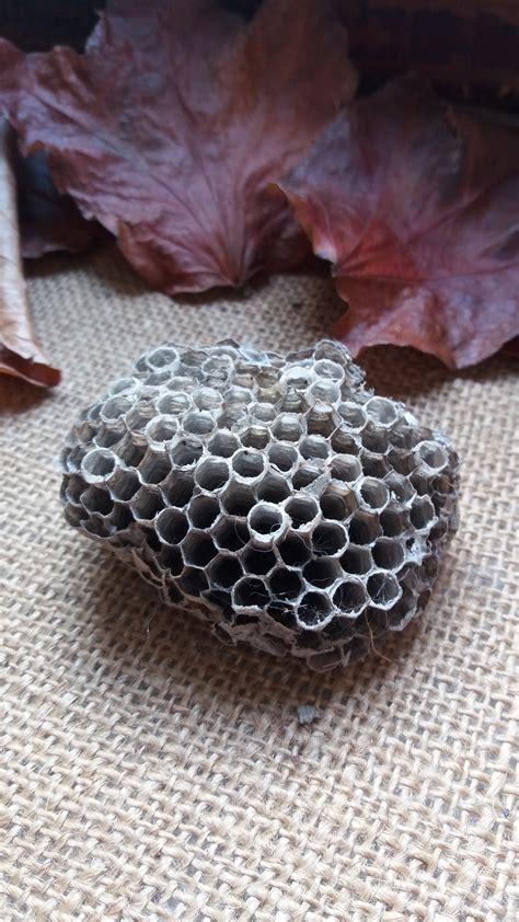 Paper Wasp Nest Large Real Wasp Hive - Etsy