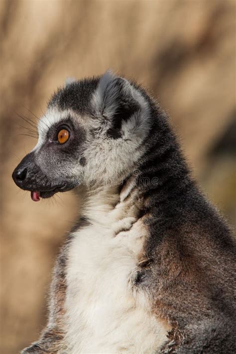 Lemur catta stock image. Image of ring, small, tialed - 51359069