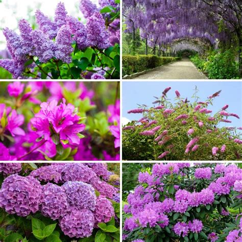 18 Purple Flowering Shrubs That'll Beautify Your Garden - DIY & Crafts