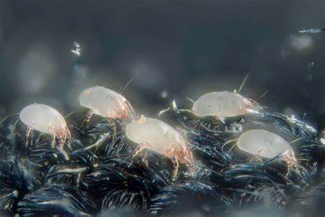 House Dust Mite | EnviroGuard Pest Control