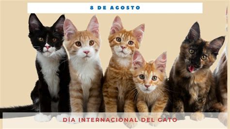 ¿Por qué hoy es el Día Internacional del Gato? | Weekend