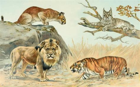 How A Cat Is Related To A Tiger - A Look At The Cat Family Tree | Cat-Opedia