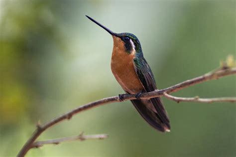 Green Crowned Brilliant - Hummingbirds of Costa Rica - Pictures - CBS News