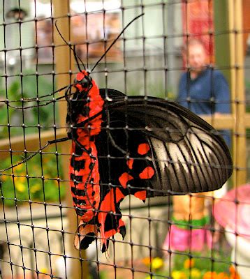 Cincinnati Nomerati: The Butterfly Show at Krohn Conservatory: