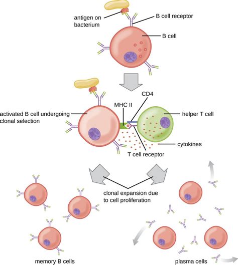 19.4 B Lymphocytes and Humoral Immunity – Microbiology: Canadian Edition