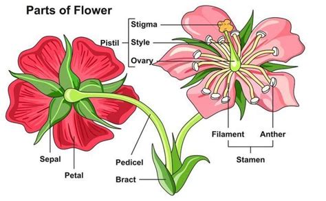 All You Need To Know About Parts Of A Flower For Kids | Parts Of A Flower For Kids https://ift ...