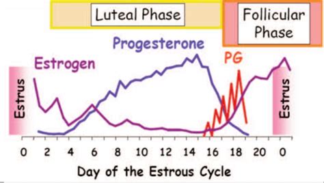 The Oestrus/Estrus Cycle - Vet in Training