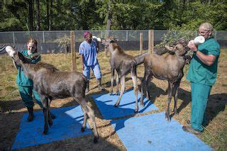 Moose calves debut at NW Trek