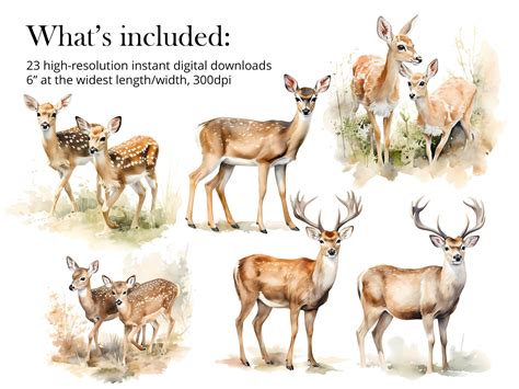 Deer Fawn and Doe Watercolor Clipart, PNG Clip Art Files, Instant Download for Commercial Use - Etsy