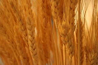 Wheat | Dried wheat in a vase on the dining room table | mr.bologna ...