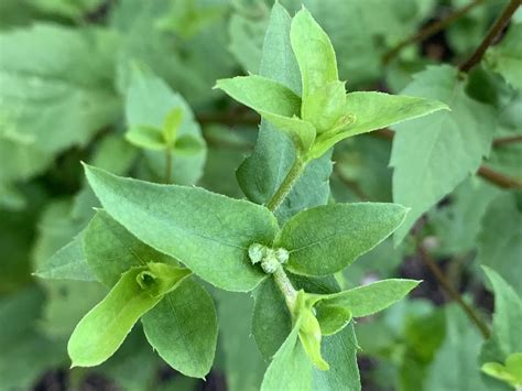 Eurybia divaricata (White Heart-leaved Aster, White Star Aster, White Wood Aster, Wood Aster ...