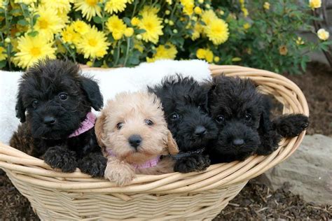 Schnoodle Puppies for Sale - Puppy Love