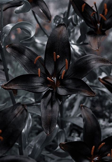 Pin on lily flowers 百合花 | Gothic garden, Gothic flowers, Goth garden