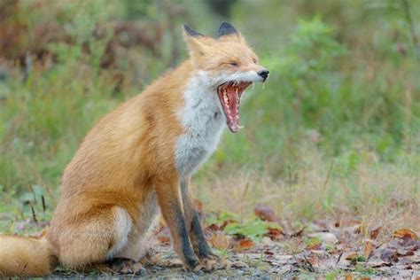 Yawn : r/EverythingFoxes