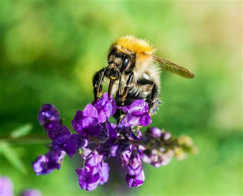 Brilliant Bumbles - Bumblebee Identification session The Paddock, The ...