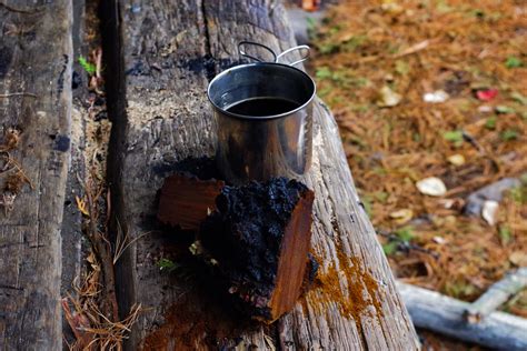 5 Easy Chaga Mushroom Recipes to Try | Chaga Insight